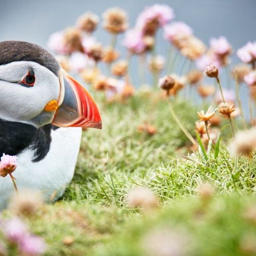 Puffins and Ponys | Photo Essay